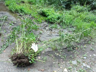 根から除去されたオオハンゴンソウは、高さ２ｍ程のものもありました。
