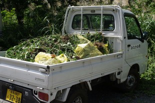 トラックに積まれた大量のオオハンゴンソウ。